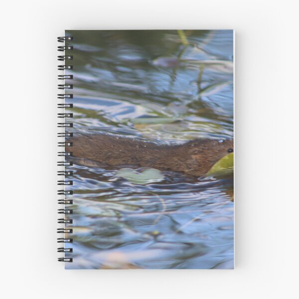 Item preview, Water vowel, collecting nest material, cosmeston Lake, penarth designed and sold by Digitaldegs.
