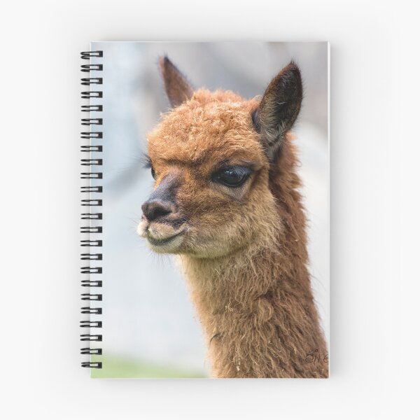Item preview, Baby Vicuña designed and sold by Aires Photography.