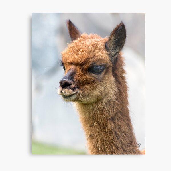 Baby Vicuña Metal Print