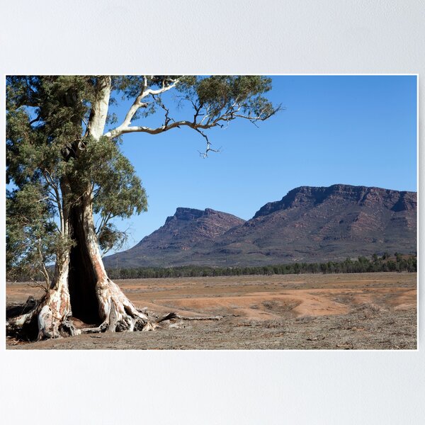 Item preview, Cazneaux's Tree designed and sold by Geoff Smith.