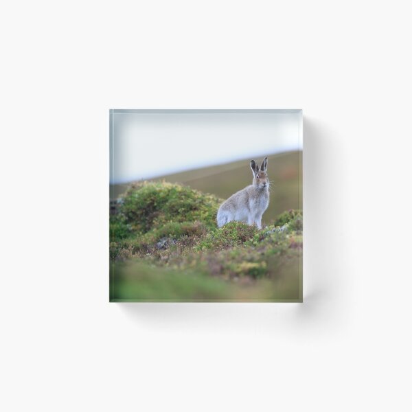 Item preview, Mountain hare designed and sold by chanonry.