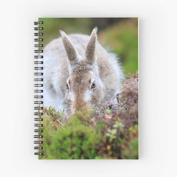 Item preview, Copy of Mountain hare designed and sold by chanonry.