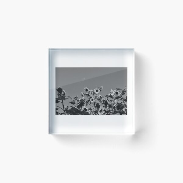 Item preview, Meloncholy Sunflowers designed and sold by ThatRagedyFan.