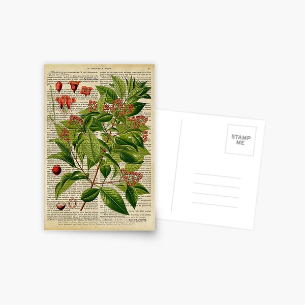 Botanical print, on old book page Postcard