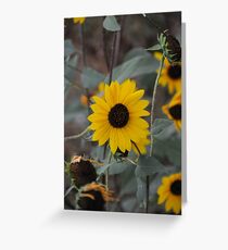 Cloudless Greeting Card
