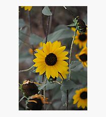 Cloudless Photographic Print