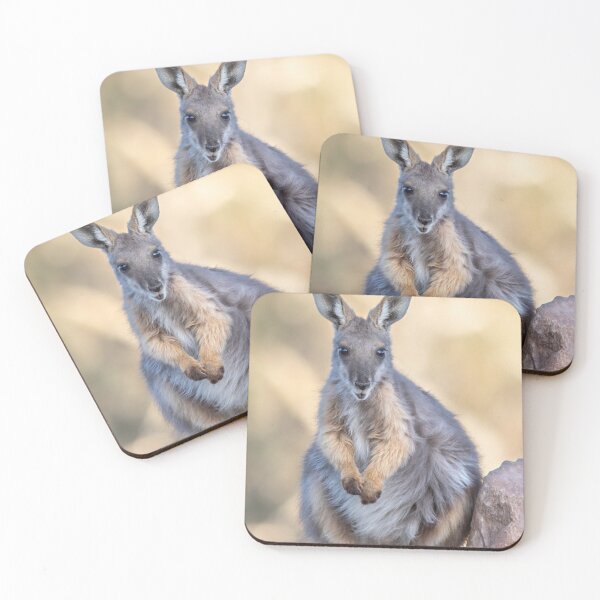 Item preview, Yellow Footed Rock Wallaby, Arkaroola South Australia designed and sold by Andrew Goodall.