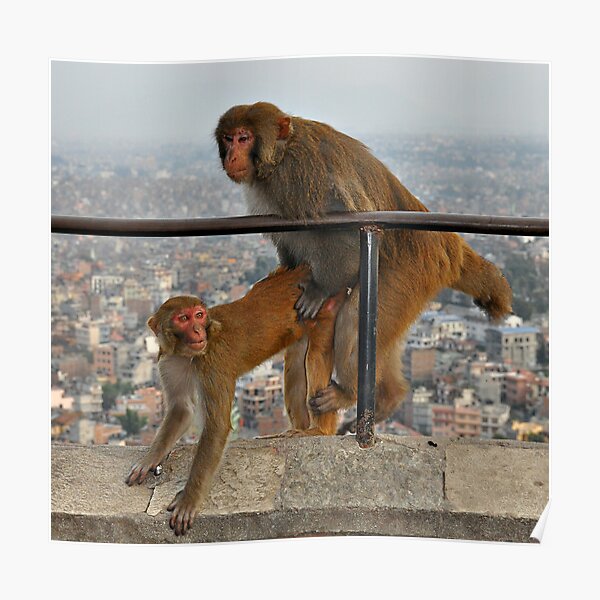 Monkeys Poster