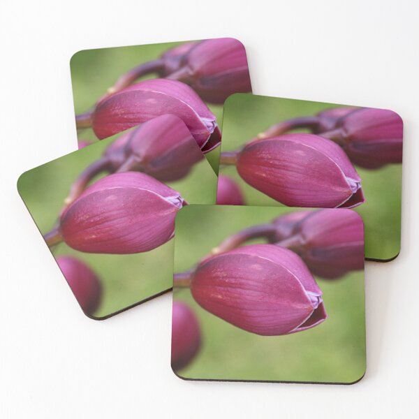 Item preview, Orchid Buds In Spring designed and sold by Joy Watson - Natural Light Photography .