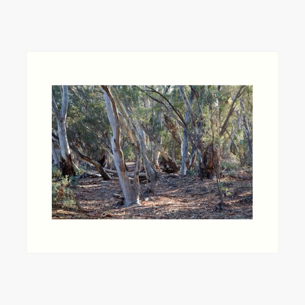 Item preview, Wilpena River Gums designed and sold by Geoff Smith.