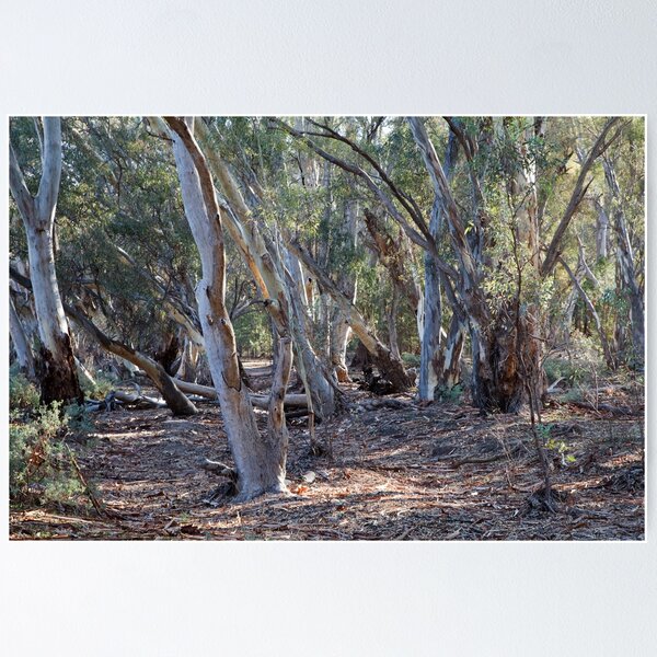 Item preview, Wilpena River Gums designed and sold by Geoff Smith.