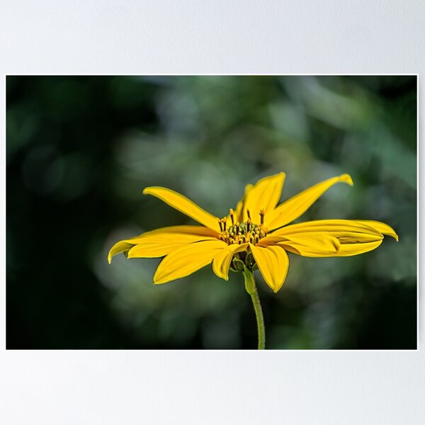 Item preview, Jerusalem artichoke designed and sold by PhotosByHealy.