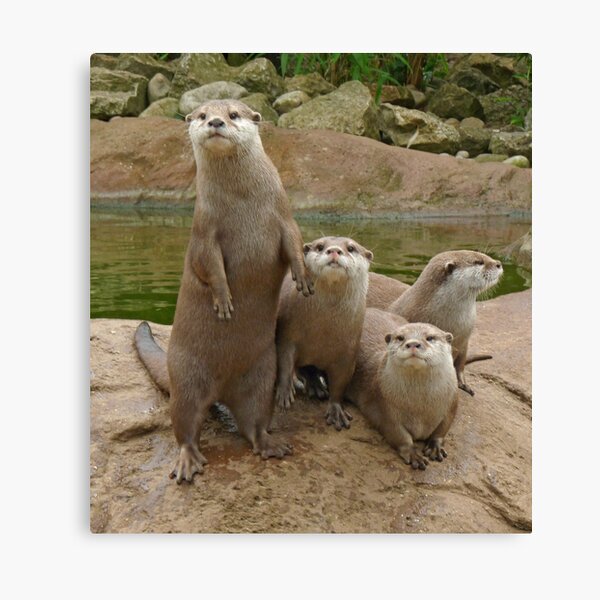 The power of otter Canvas Print
