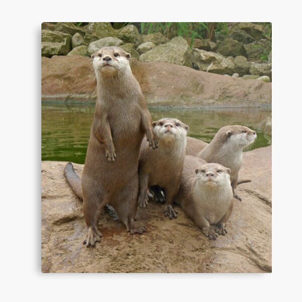 The power of otter Metal Print