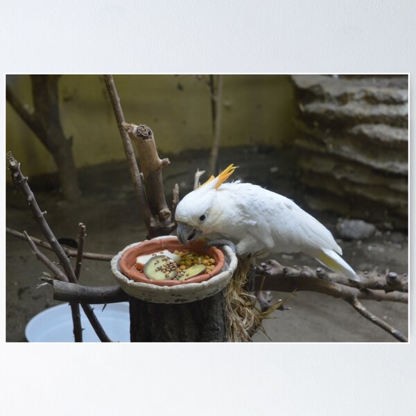 Item preview, Snack time at the zoo designed and sold by dreamwings3d.