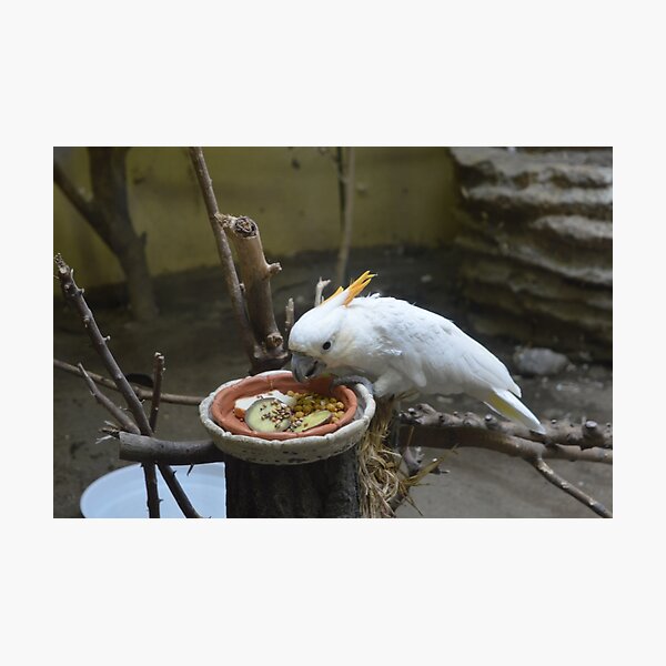 Item preview, Snack time at the zoo designed and sold by dreamwings3d.