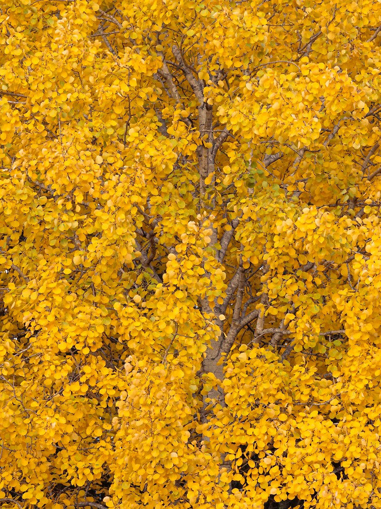 Aspen tree foliage in autumn colors by Juhku
