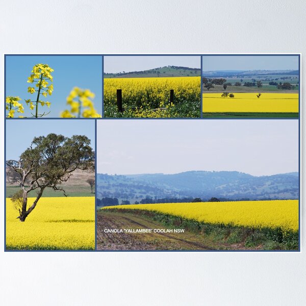 Item preview, Canola 'Yallambee' COOLAH NSW designed and sold by Julie Sherlock.