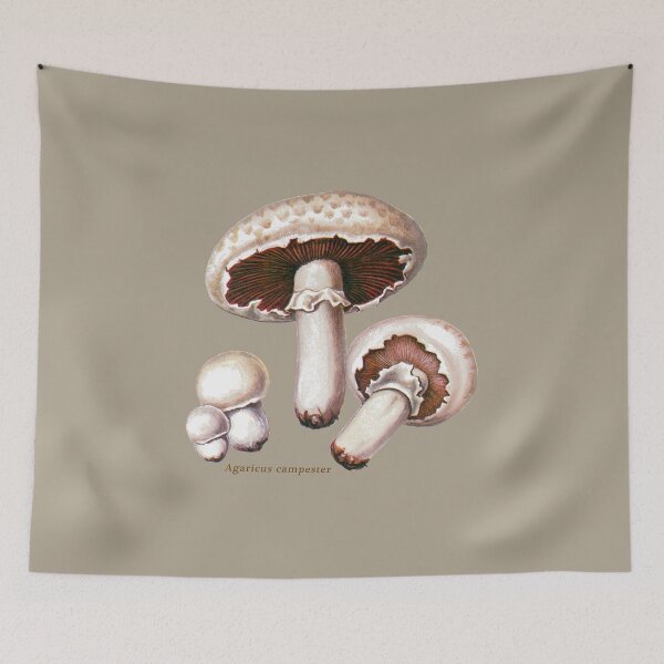 Item preview, Agaricus campestris, the ‘field’ or ‘meadow’ mushroom. designed and sold by Squirrox.
