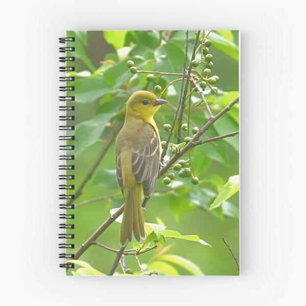 Item preview, Orchard Oriole designed and sold by Enola Gay Wagner.