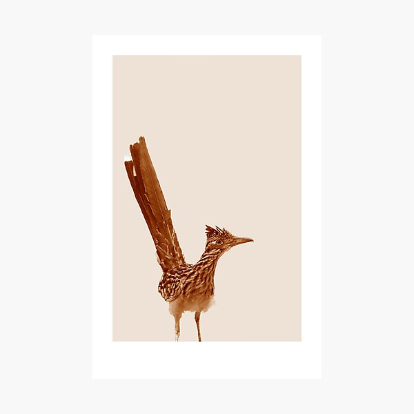 Monochrome - Roadrunner Photographic Print