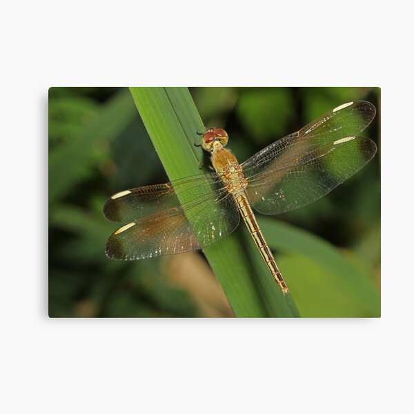 Item preview, Dragonfly With Gold Tail designed and sold by Lincoln Stevens.