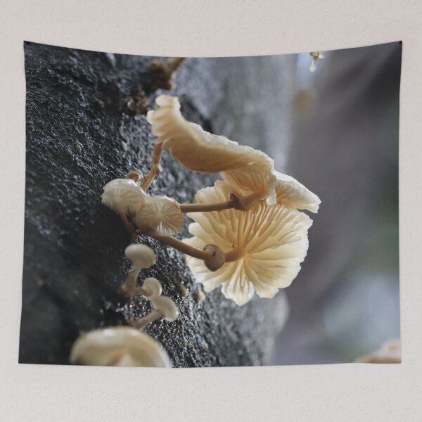 Aperçu de l'œuvre Porcelaine Fungus II créée et vendue par cuprum.