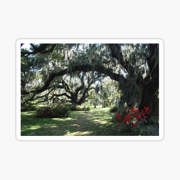 Item preview, Jekyll Island Oaks with Azalea designed and sold by Richard Nix.