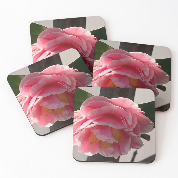 Artikelvorschau, Rosa und weiße Kamelienblüte entworfen und verkauft von KirtTisdale.
