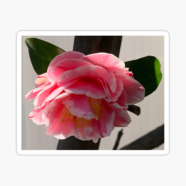 Pink And White Camellia Bloom Sticker