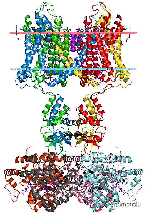 	Molecular Structure of Ion ChannelsShop all products	