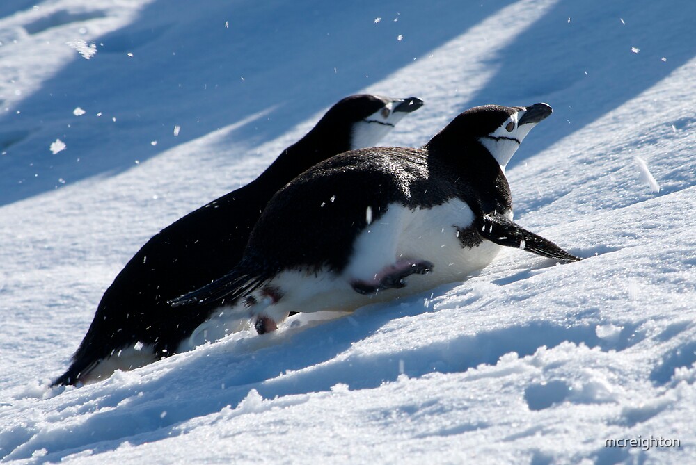 "Chinstrap penguins toboggan across the snow in Antarctica" by