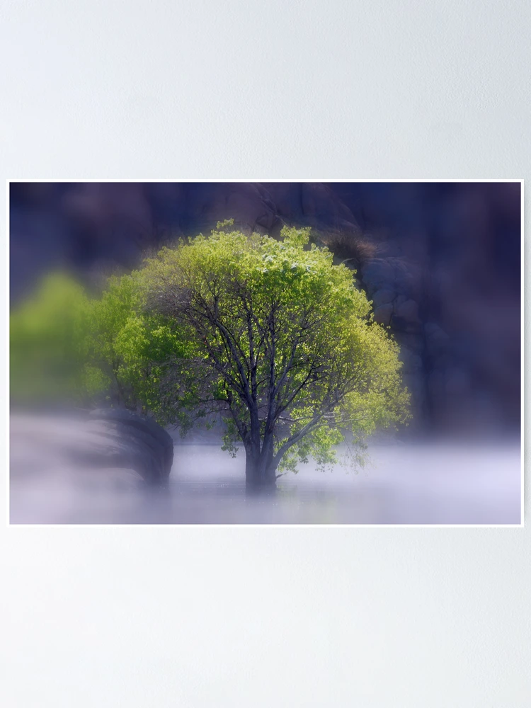 Thumbnail 1 of 3, Poster, Tree In Water designed and sold by Superflypapi.