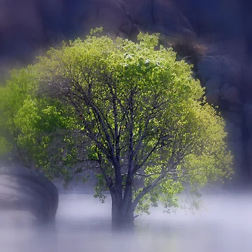 Artwork thumbnail, Tree In Water by Superflypapi