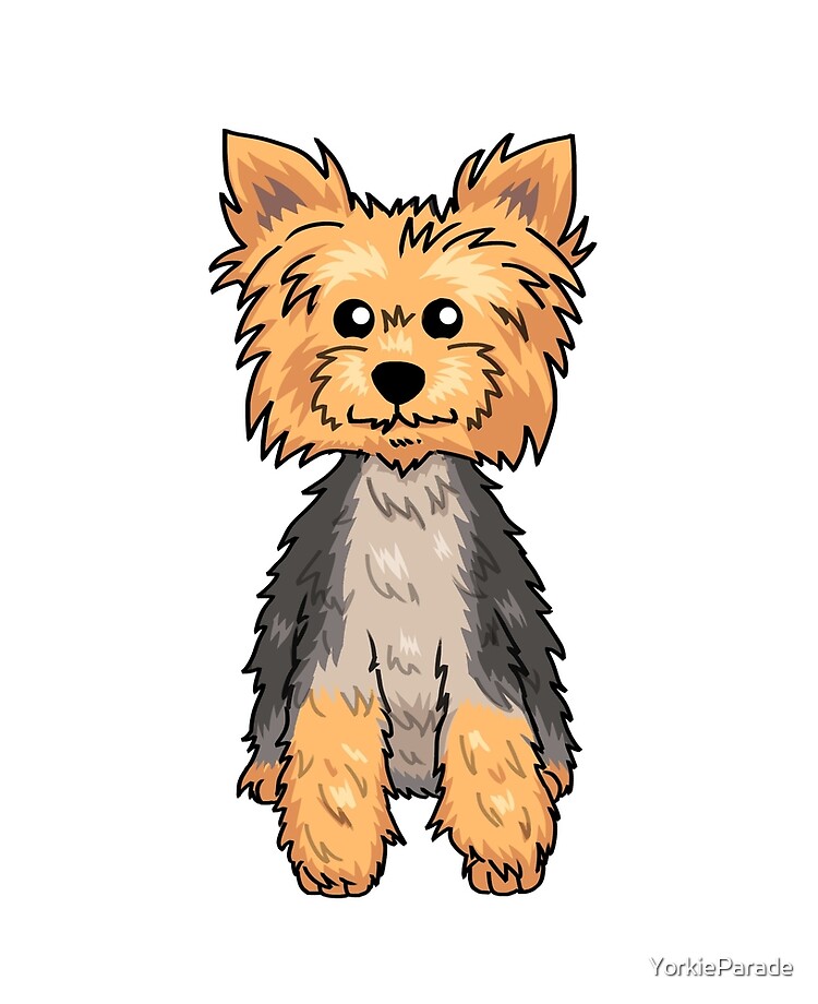 yorkie westie cut
