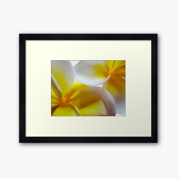 Item preview, Frangipani's designed and sold by Kathie Nichols.