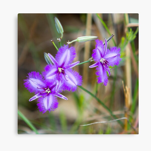 Item preview, Fringe Lily designed and sold by Frank Moroni.