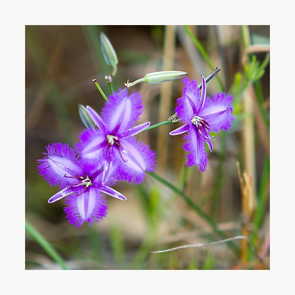 Item preview, Fringe Lily designed and sold by Frank Moroni.