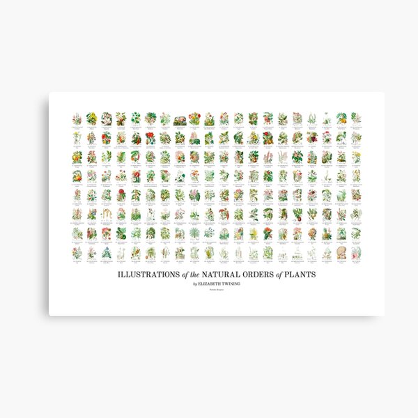Elizabeth Twining - All 160 Illustrations Canvas Print