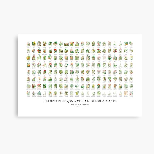 Elizabeth Twining - All 160 Illustrations Metal Print