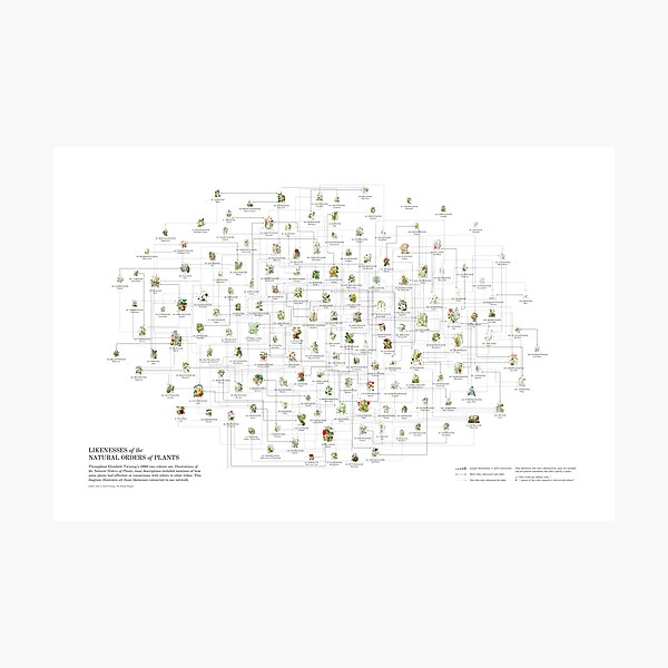 Elizabeth Twining - Likenesses Photographic Print