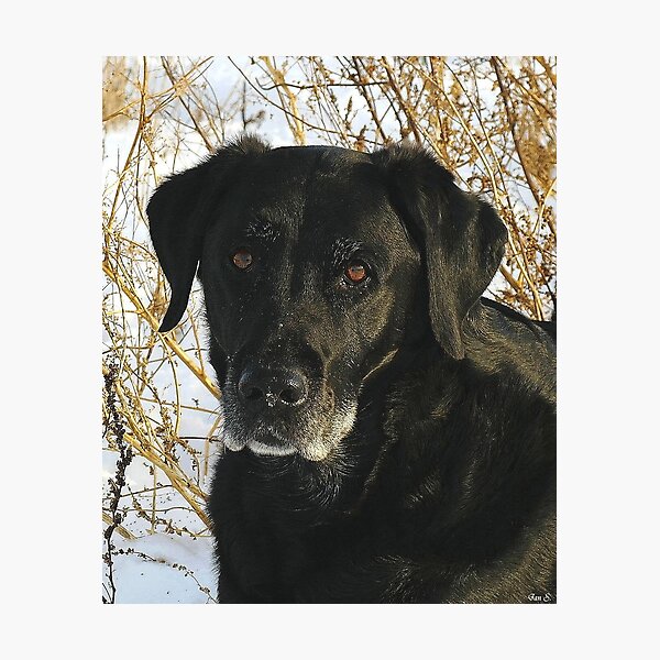 Item preview, Black is Beautiful ! designed and sold by Jan Siemucha.