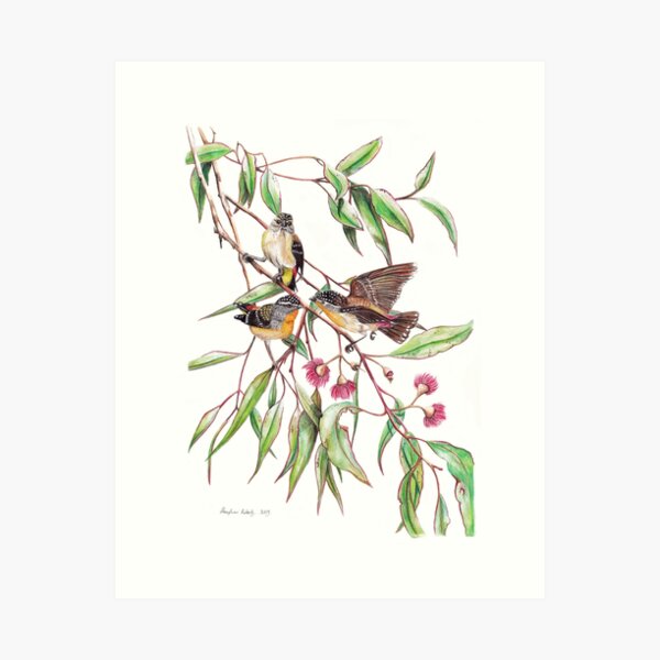 Item preview, Spotted Pardalotes on Pink Flowering Gum designed and sold by Meaghan Roberts.