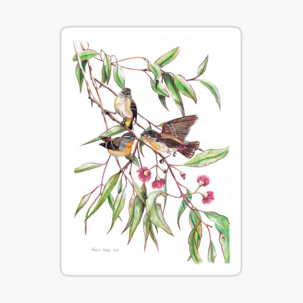 Spotted Pardalotes on Pink Flowering Gum Sticker