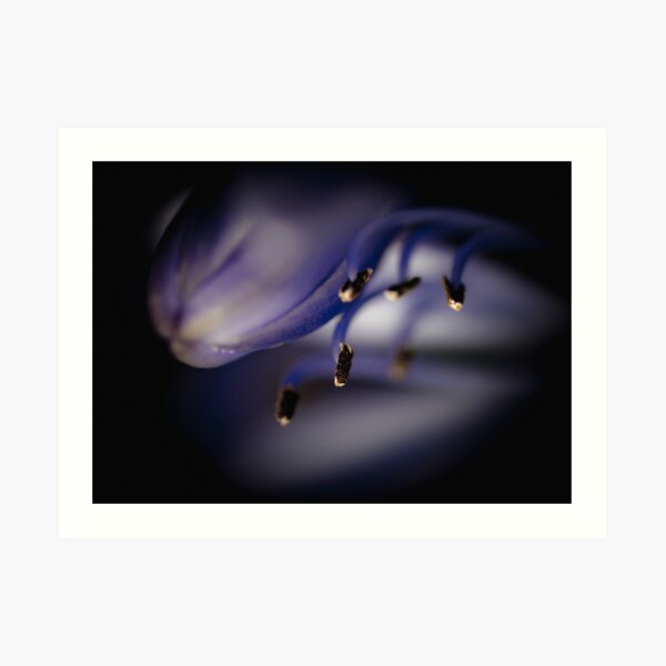 ...the quiet light... Art Print
