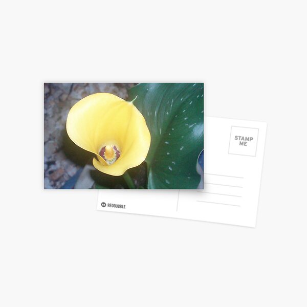 A drop of sunshine... Postcard