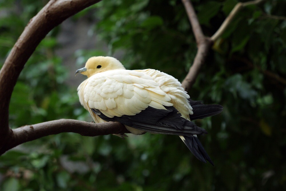 "Yellow Dove" by Julie van der Wekken Redbubble