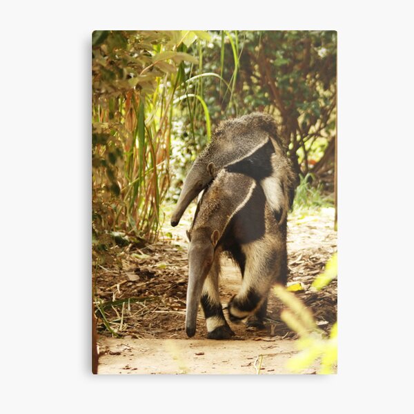 Mom & Baby Giant ANTEATER Metal Print