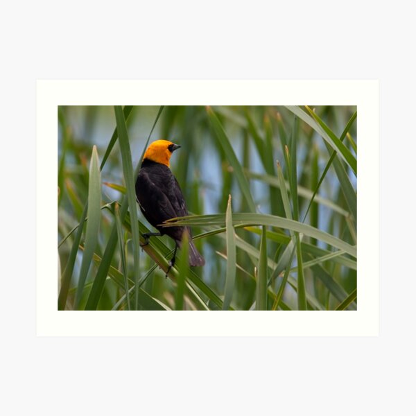 A Good Reed Art Print