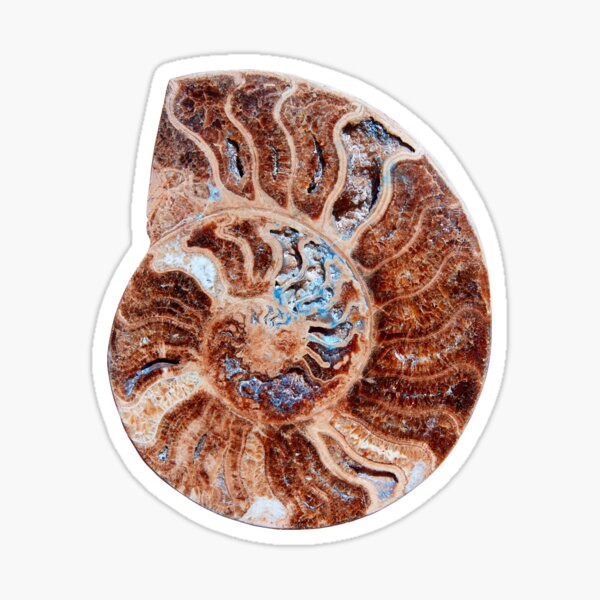 Ammonites fossil snail Sticker